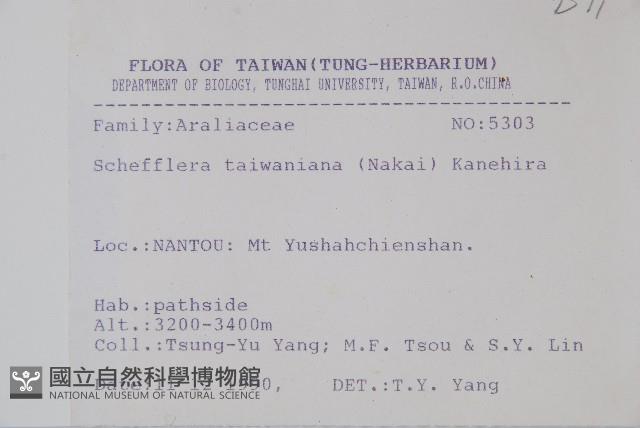 臺灣鵝掌柴藏品圖，第2張