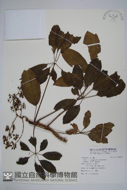 鵝掌柴、江某、鴨腳樹藏品圖，第1張