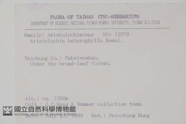 異葉馬兜鈴藏品圖，第2張