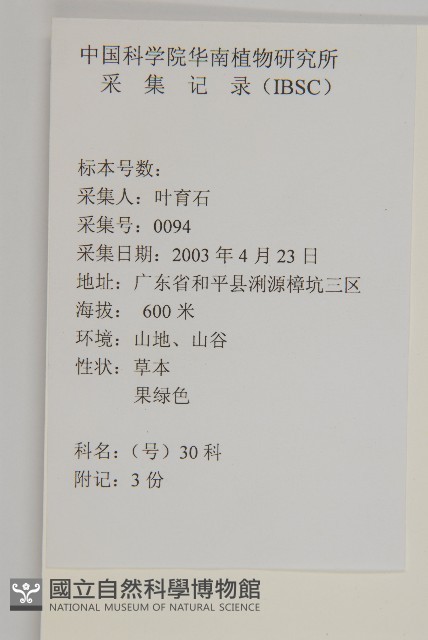 多穗金粟蘭藏品圖，第2張