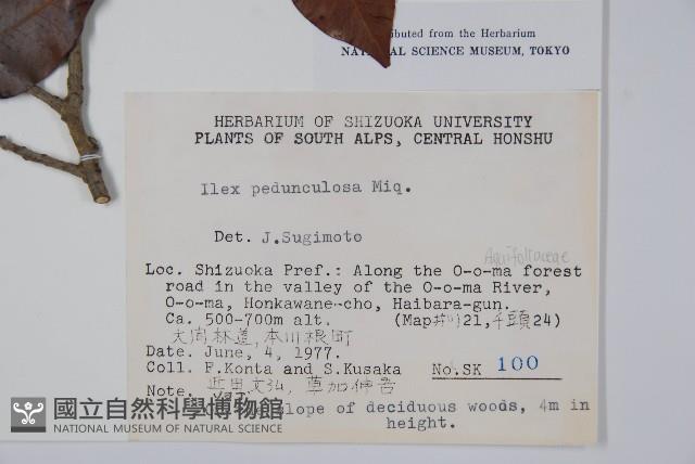 刻脈冬青藏品圖，第2張