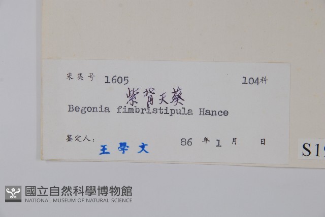 紫背天葵藏品圖，第2張