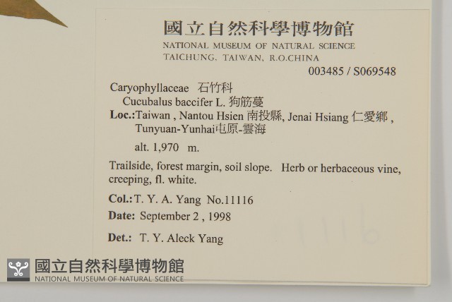 狗筋蔓藏品圖，第2張