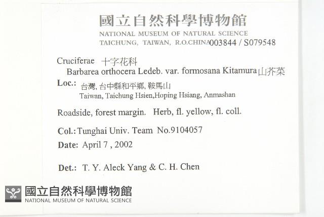 山芥菜藏品圖，第5張