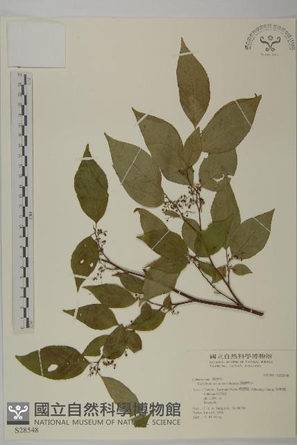 佩羅特木藏品圖，第1張