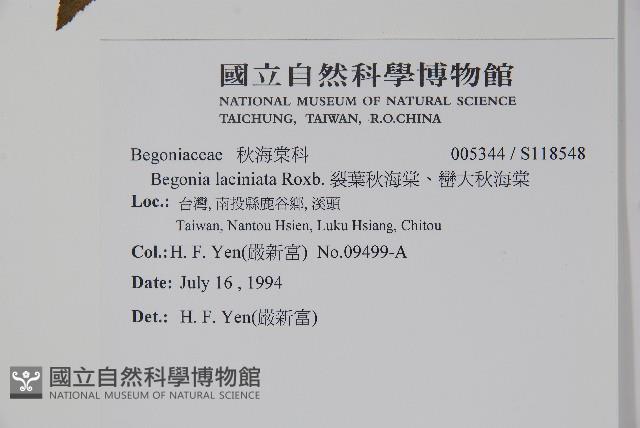 裂葉秋海棠、巒大秋海棠藏品圖，第2張