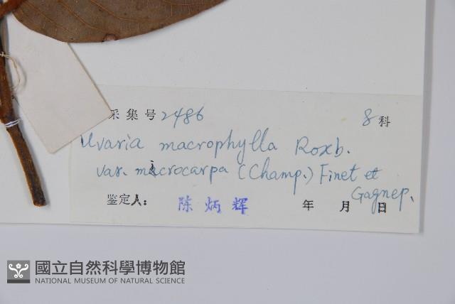 紫玉盤藏品圖，第2張