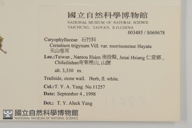 玉山卷耳藏品圖，第2張