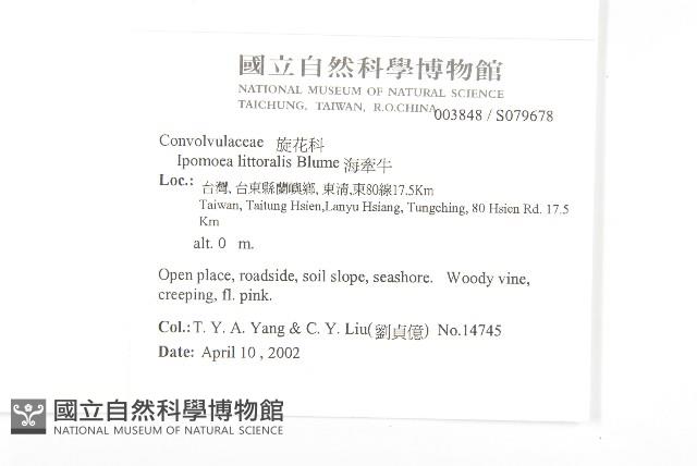 海牽牛藏品圖，第2張