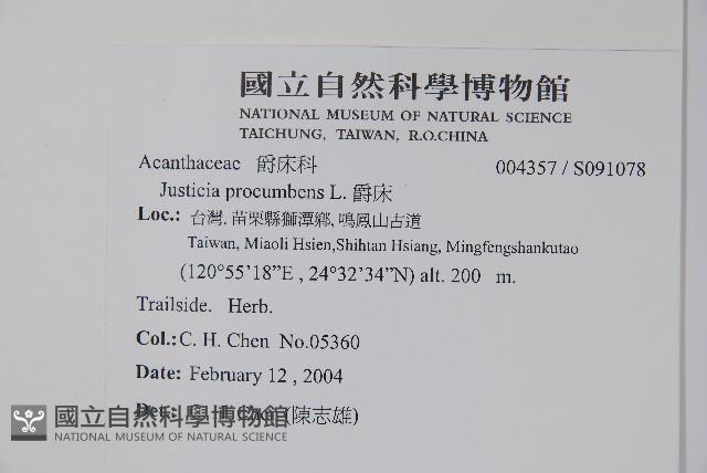 爵床藏品圖，第2張