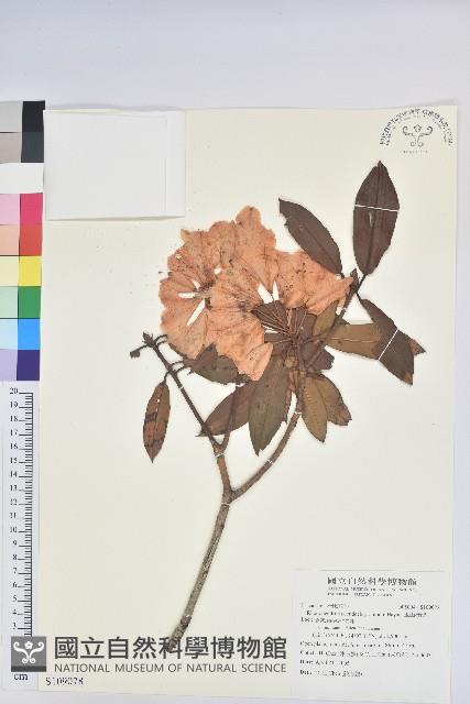 玉山杜鵑藏品圖，第4張