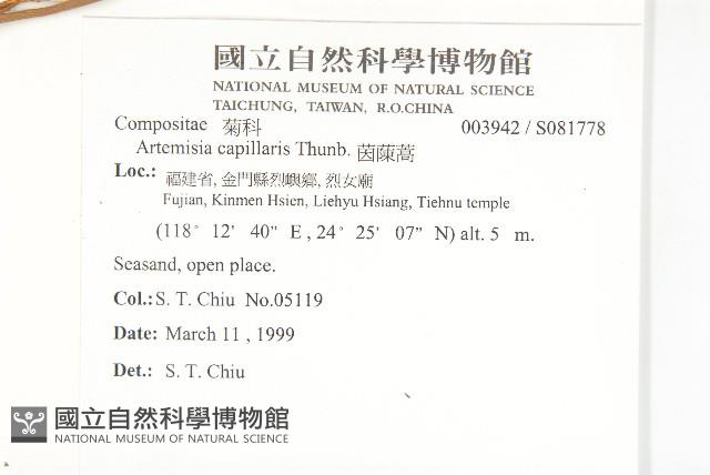 茵蔯蒿藏品圖，第2張