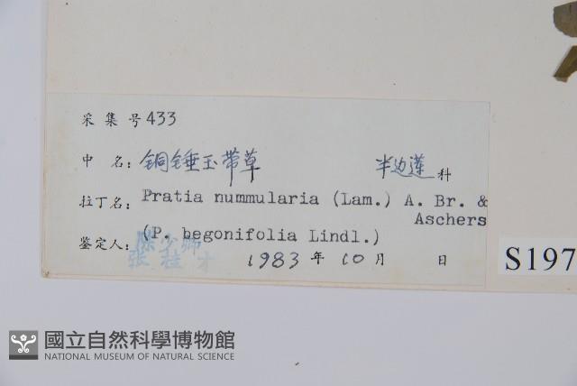 普剌特草藏品圖，第2張