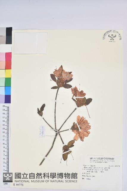 金毛杜鵑藏品圖，第1張