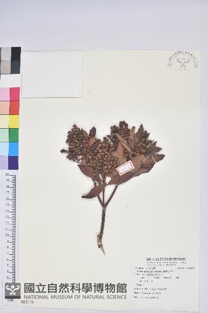 臺灣馬醉木藏品圖，第1張