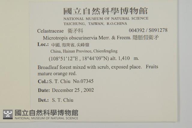 隱脈假衛矛藏品圖，第2張