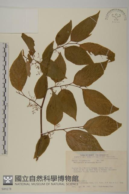 佩羅特木藏品圖，第1張