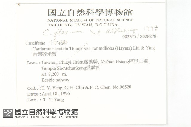 台灣碎米薺藏品圖，第2張