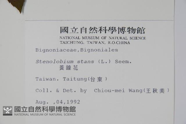 黃鐘花藏品圖，第2張