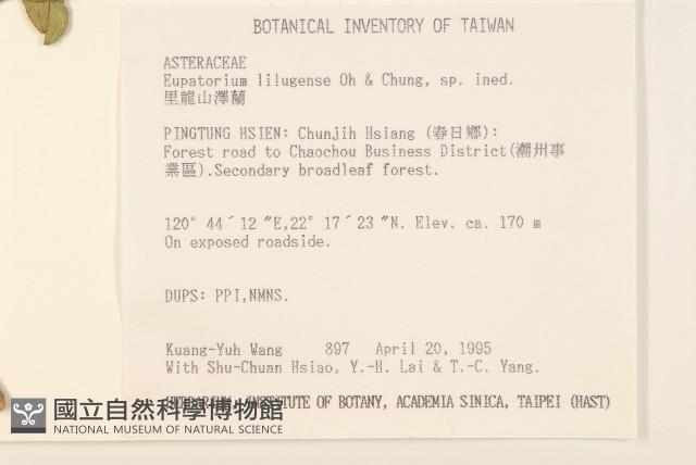 里龍山澤蘭藏品圖，第2張