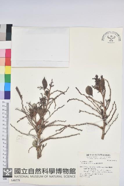 細葉饅頭果藏品圖，第1張