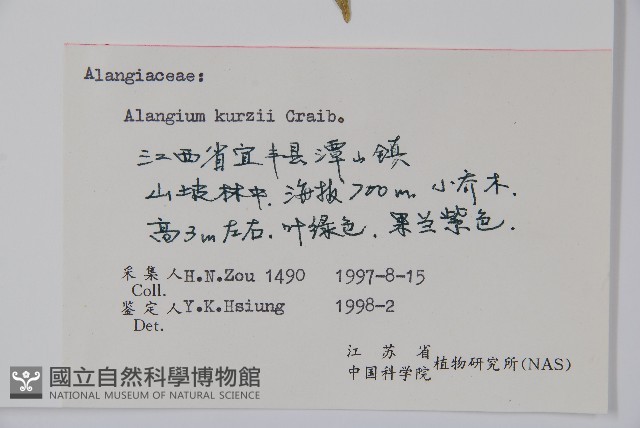 長毛八角楓藏品圖，第2張