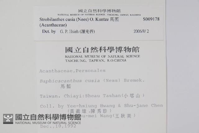 曲莖馬藍藏品圖，第2張