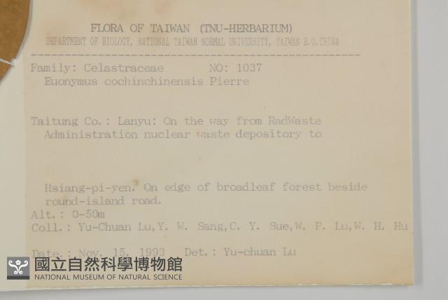 交趾衛矛藏品圖，第2張