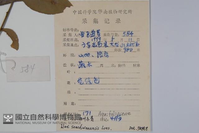 四川冬青藏品圖，第2張