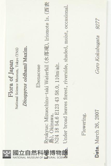 俄氏柿藏品圖，第2張