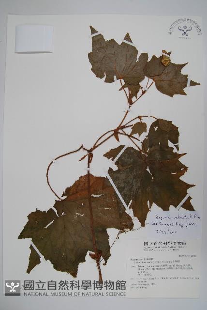 裂葉秋海棠藏品圖，第1張