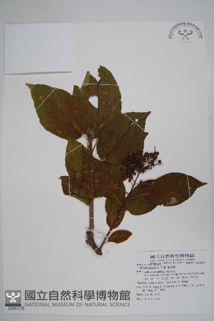 厚殼樹藏品圖，第1張