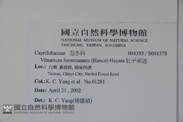 紅子莢迷藏品圖，第2張