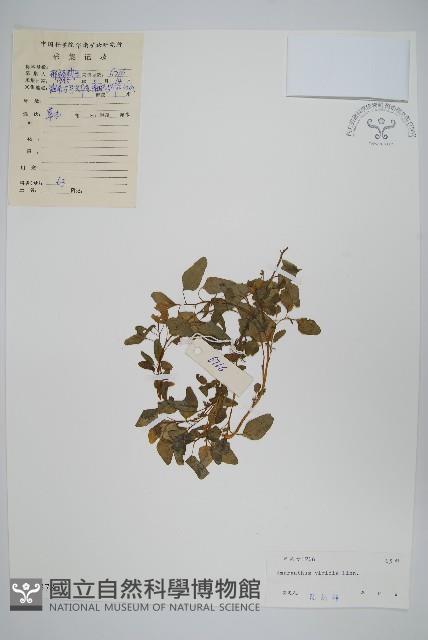 Green amaranth Collection Image, Figure 1, Total 2 Figures