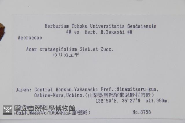 山楂葉槭藏品圖，第2張