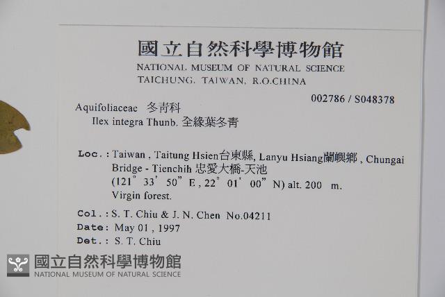 全緣葉冬青藏品圖，第2張