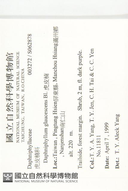 虎皮楠藏品圖，第2張