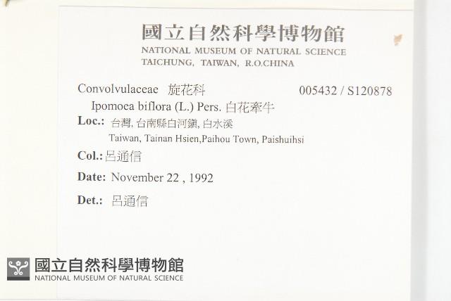 白花牽牛藏品圖，第2張