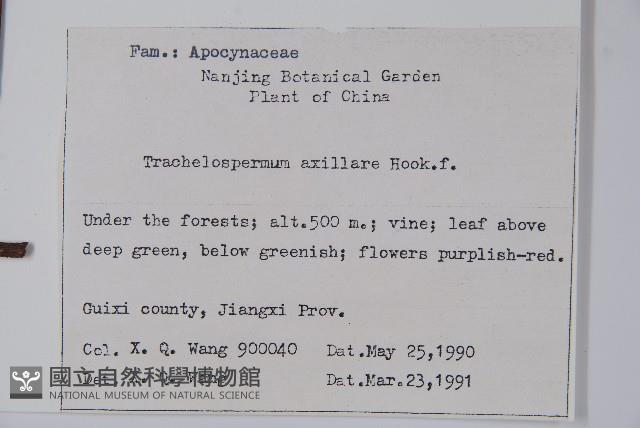 紫花絡石藏品圖，第2張