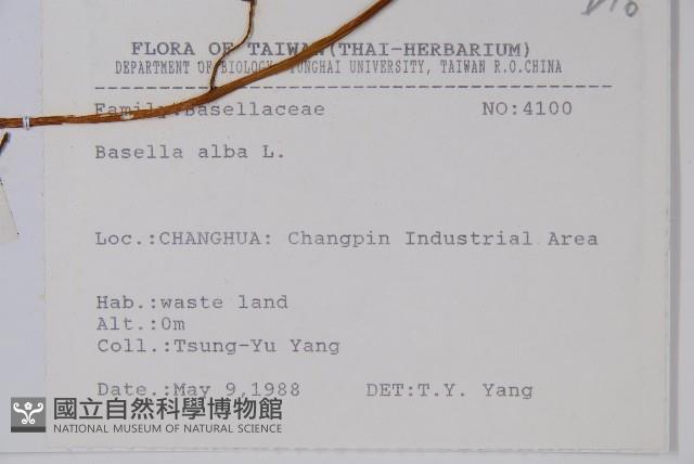 落葵藏品圖，第2張