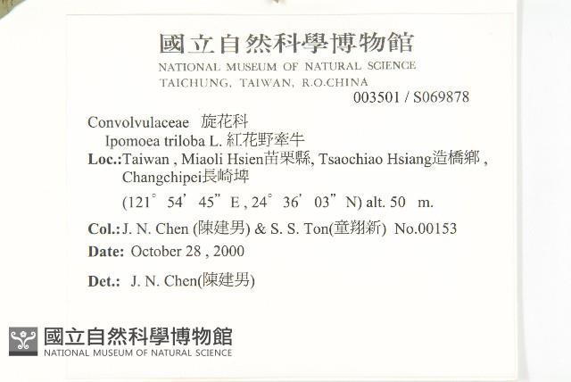 紅花野牽牛藏品圖，第2張