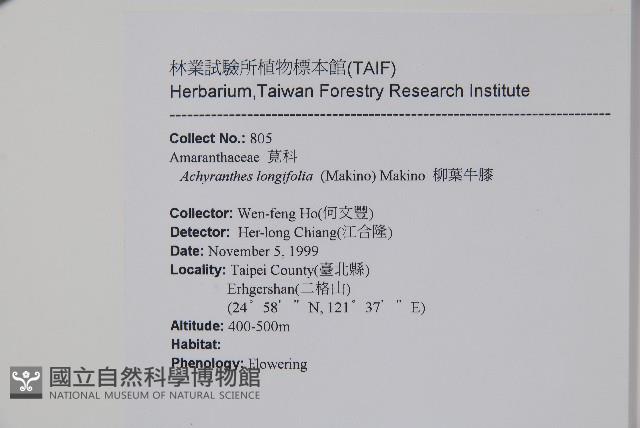 柳葉牛膝藏品圖，第5張