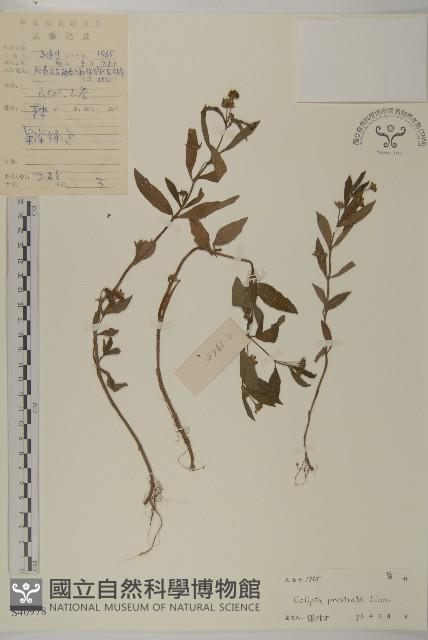 鱧腸藏品圖，第1張