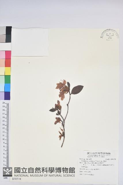 金毛杜鵑藏品圖，第1張