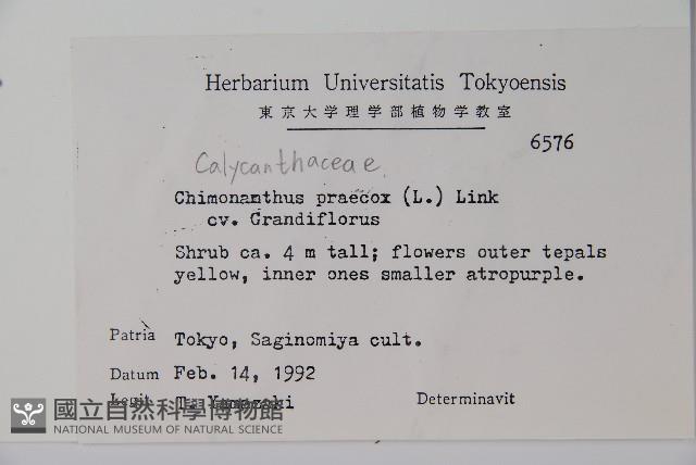 臘梅藏品圖，第2張