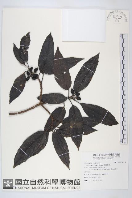 桃葉珊瑚藏品圖，第1張