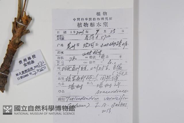 漆樹藏品圖，第2張
