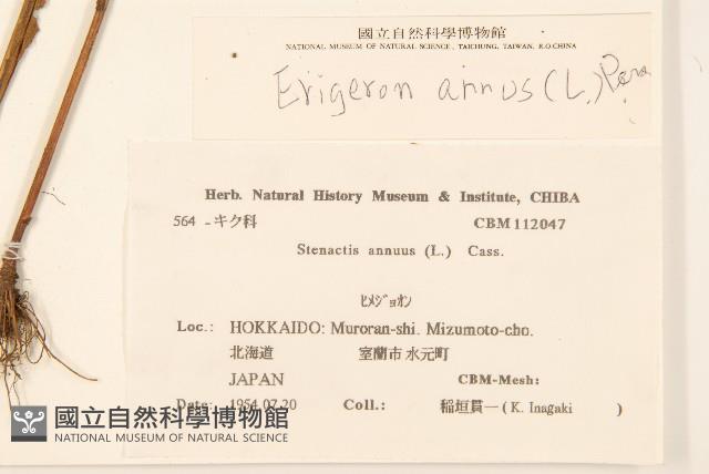 白頂飛蓬藏品圖，第2張