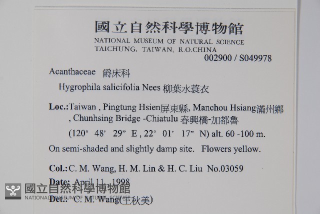 柳葉水蓑衣藏品圖，第2張