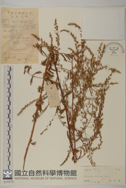 牡蒿藏品圖，第1張